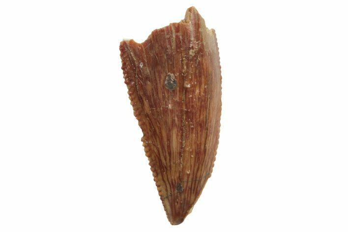 Serrated, Raptor Tooth - Real Dinosaur Tooth #249395